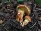 Sárga gyűrűstinóru (Suillus grevillei), Pilis